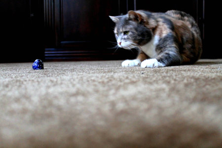 Cat preying chocolateの写真素材