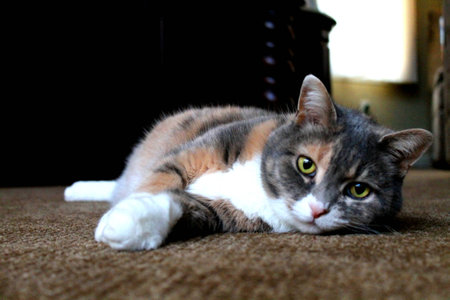 peanut の写真素材