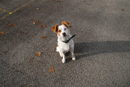 Cute dog with floppy ears patiently waiting for a treat after fetching a stick.の写真素材