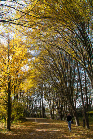 Yellow leaves lightly cover the path through a natural tree tunnel.の写真素材