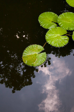 four clear lillypads slightly submerged on the surface of a lake that has a reflection of trees, sky and clouds.の写真素材
