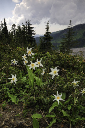 Mt. Rainier National Park wildflowersの写真素材