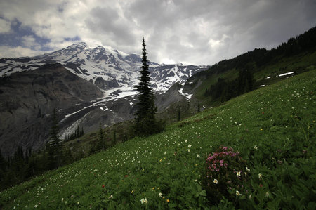 Mt. Rainier National Park wildflowersの写真素材