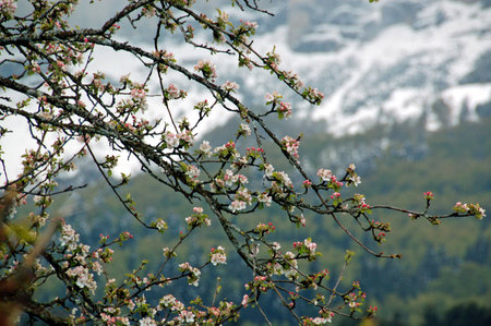 Spring blossoms near Grenoble, Franceの写真素材