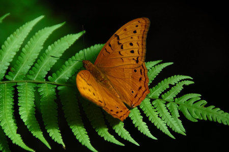 Australian butterflyの写真素材