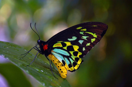 Australian butterflyの写真素材