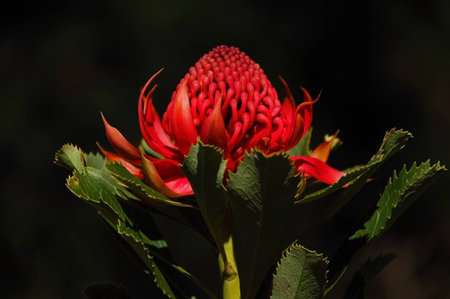 Waratahの写真素材