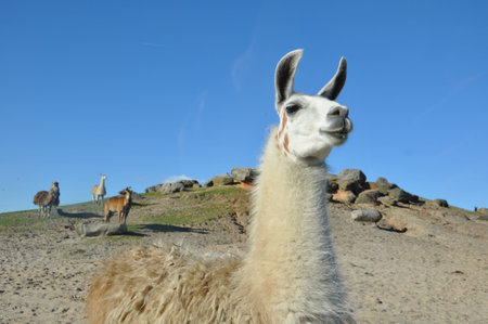 Alpacas の写真素材