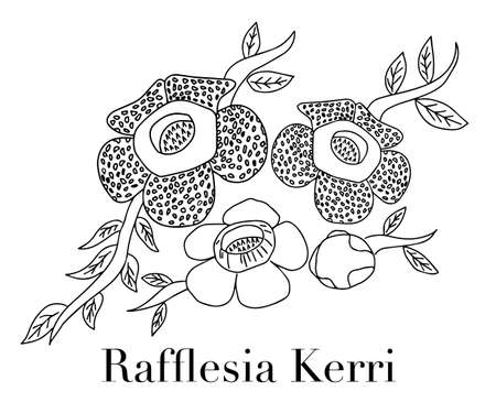 Rafflesia arnoldii or corpse flower,the biggest flower,vector illustration.Rafflesia flower doodle line hand drawn.のイラスト素材