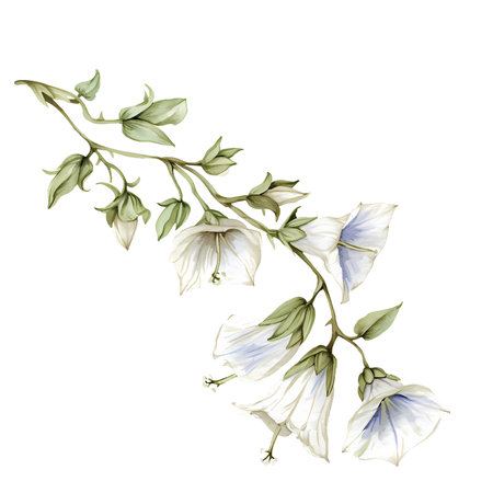 Bellflower in spring season watercolor illustration, AI generated.の素材