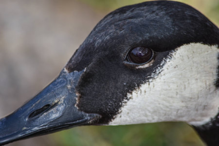 Mallard duck headの写真素材