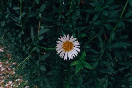 White daisy flower in the garden with green leaves, top viewの写真素材