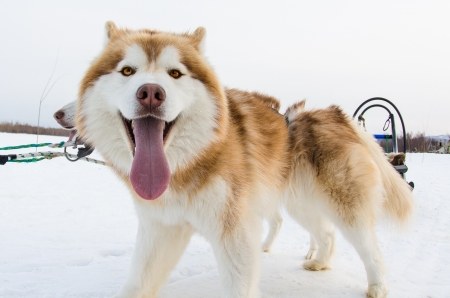 Dog of the Northの写真素材