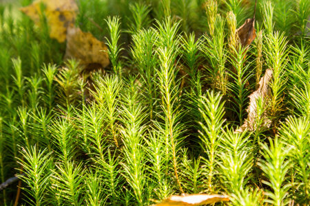 Common Hair Cap Moss in the forest at summer