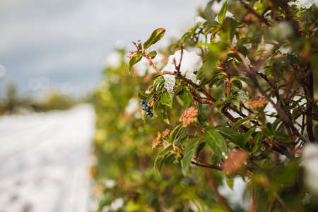 Viburnum tinus Laurustinus covered with snow after a snowfall in Sochiの写真素材