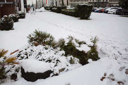 Small palms Canary Islands Date palm Phoenix canariensis after snowfall in Sochiのeditorial素材
