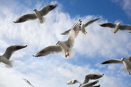 A flock of seagulls soaring in the blue sky. Gulls flying high in cloudless skyの写真素材
