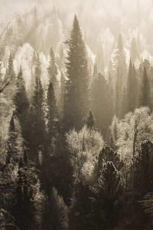 Silhouettes of snow-covered fir trees in the winter forest at dawnの写真素材