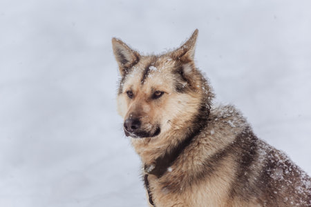 A large dog of an unknown breed sits on a chainの写真素材