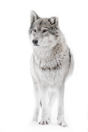 She-wolf vigorous on a white background, close-up of a powerful body