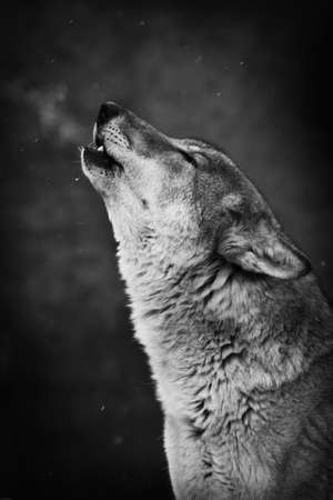 wolf howling, muzzle in profile close-up on a dark background of a night forest in snowfallの写真素材