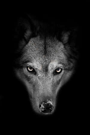 Severe muzzle of a she-wolf full face on a black background with a stern look, close-upの写真素材