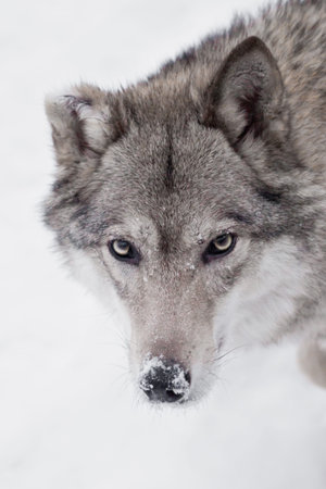 Calm confident gaze of a wolf, a close-up of a wolf's head looking directly at you.