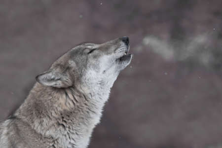 The song of the wolf, the wolf howls, steam comes from the mouth of the beast visualizing its song,の写真素材