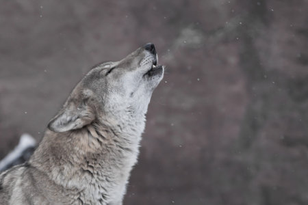 The wolf howls, the hot breath of the beast forms steam, the head is close-up.