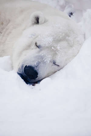Polar bear sleep, head of a sleeping polar bear on ice and snow.の写真素材
