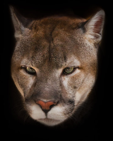 Muzzle of cougar puma close up, Orange Yellow Big Cat with Green Eyes Isolated on black background.