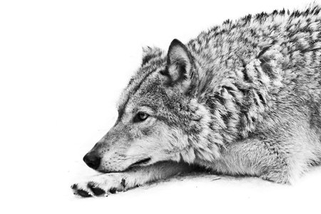 A female wolf lies in the snow, a proud animal looks forward with a clear look, lies beautifully and...