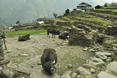 buffaloes in the village. Trekking to Annapurna Base Camp, Nepal.の写真素材