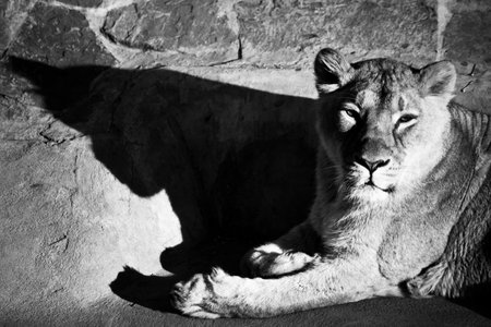 Resting lioness casts a dark clear shadow, repeating the silhouette of her head, black and white photo.の写真素材