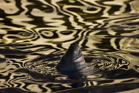 The face of a contented Baltic seal leans out of golden water, the texture of which resembles velvet. a thick sea mammal is floating at sunset.の写真素材