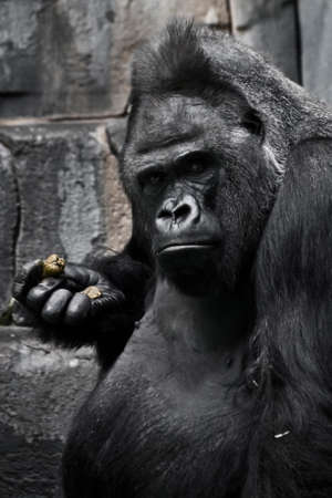 Powerful black male gorilla, Emotion - gloomy meditation makes plans weighs the odds (peanut), the decision of the man.の写真素材