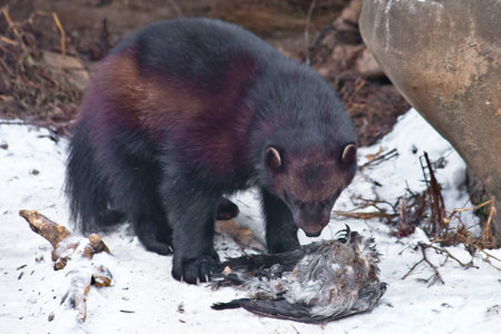 Wolverine beast in the snow, drags the prey, it is a dead crow, beasts in the winter.