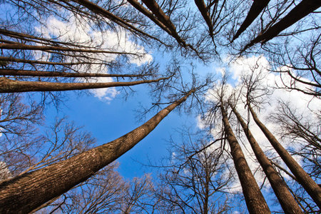 Spring trees without leaves are directed to the blue sky