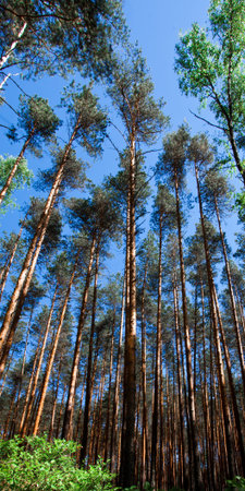 Pines and sky. Pine forest illuminated by the sun, under the blue sky Russia.