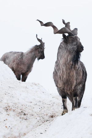 Mountain goats (Markhor) among the snow and rocky ledges against the white sky, large horns.