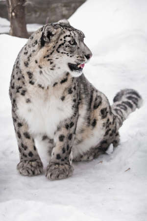 snow leopard is a powerful and beautiful predator in winter against the background of snow. Slender with beautiful eyes.の写真素材