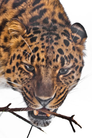 Nibbles a branch Far Eastern leopard close-up portrait of a bright red beastの写真素材