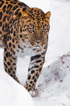 Strongly goes to you in the snow, look stern. Far Eastern leopard close-up portrait of a bright red beastの写真素材