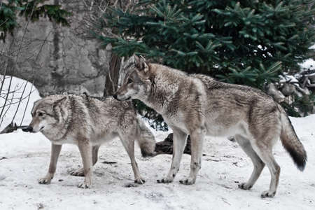 The wolves are male and female during the rut (mating games), the wolf cares for the she-wolf, the predatory animals are playing, the winter is a snowy background.の写真素材