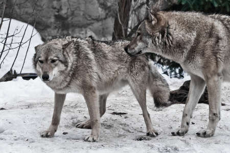 The wolves are male and female during the rut (mating games), the wolf cares for the she-wolf, the predatory animals are playing, the winter is a snowy background.の写真素材