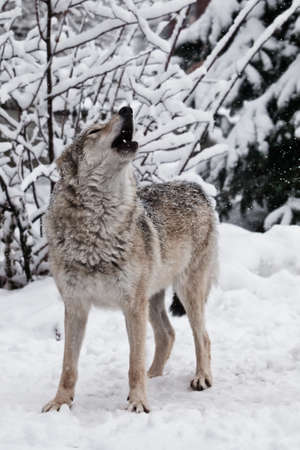 Song of the wolf. A wolf (female wolf) howls (howling, screaming) lifting its muzzle upwards and opening its mouth in a winter snow-covered forest,の写真素材