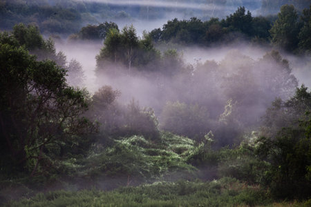 Pink mist in a fairy-tale forest. A misty landscape in the early morning. Russia, Moscow region