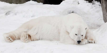 A white polar bear (white bear) in a fluffy crystal-white skin lying on the snow and sleeping (resting), a large predator (hiding, merging) imperceptible on white snow close upの写真素材