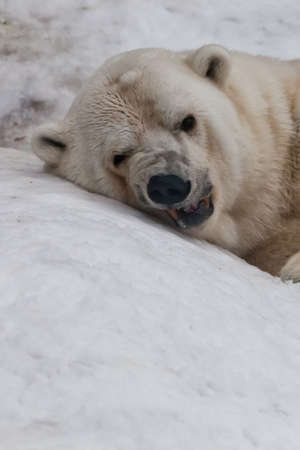 head close up lies and growls, angry. Powerful predator polar bear lies in the snow, close-upの写真素材