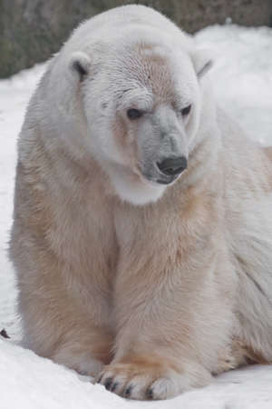 mother-of-pearl polar bearon the background of snow.の写真素材